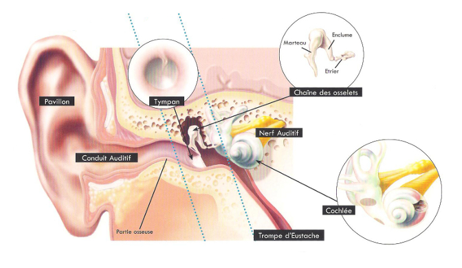 scheme oreille interne 126